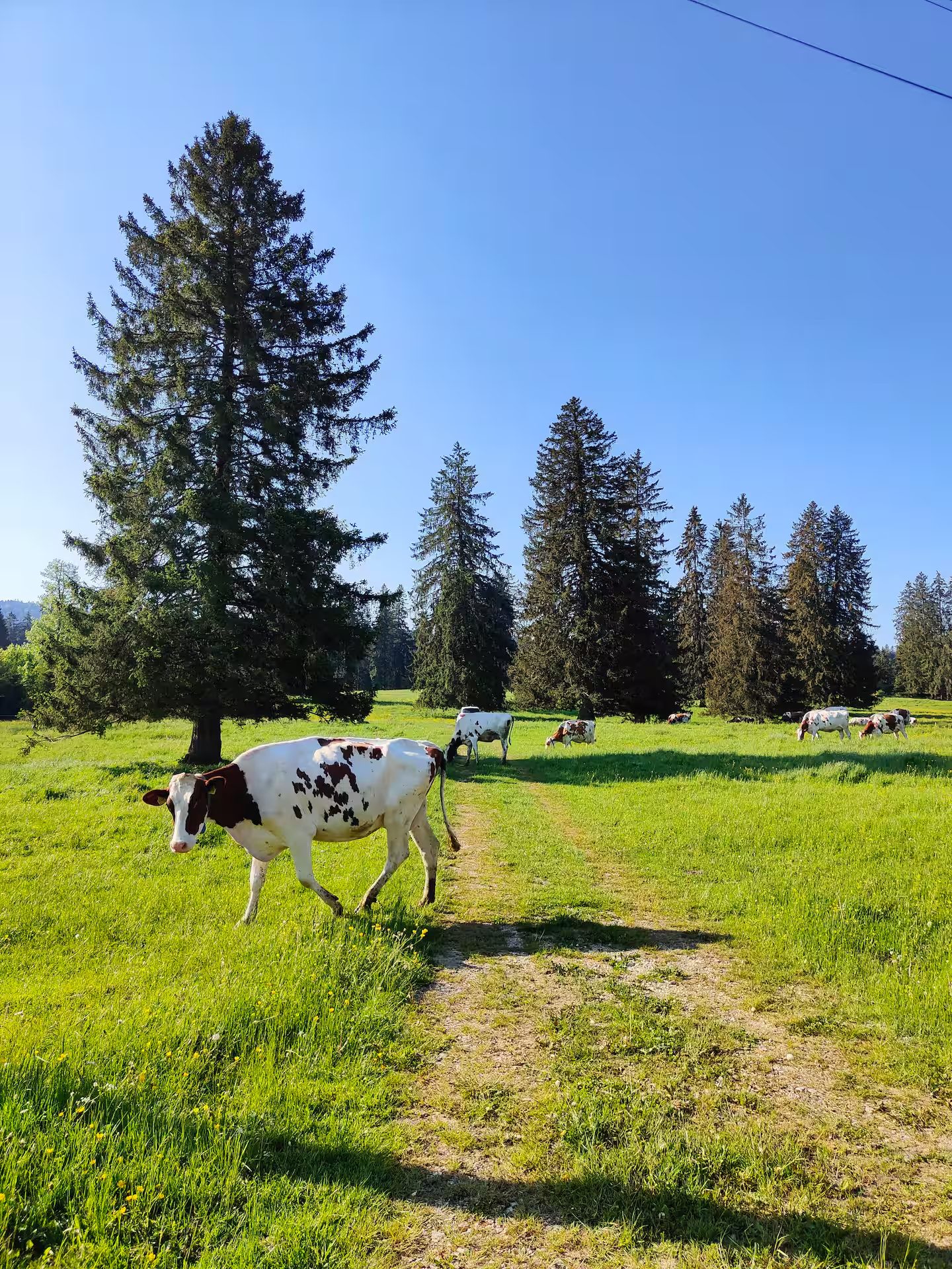 Vache dans le pâturage devant les sapins