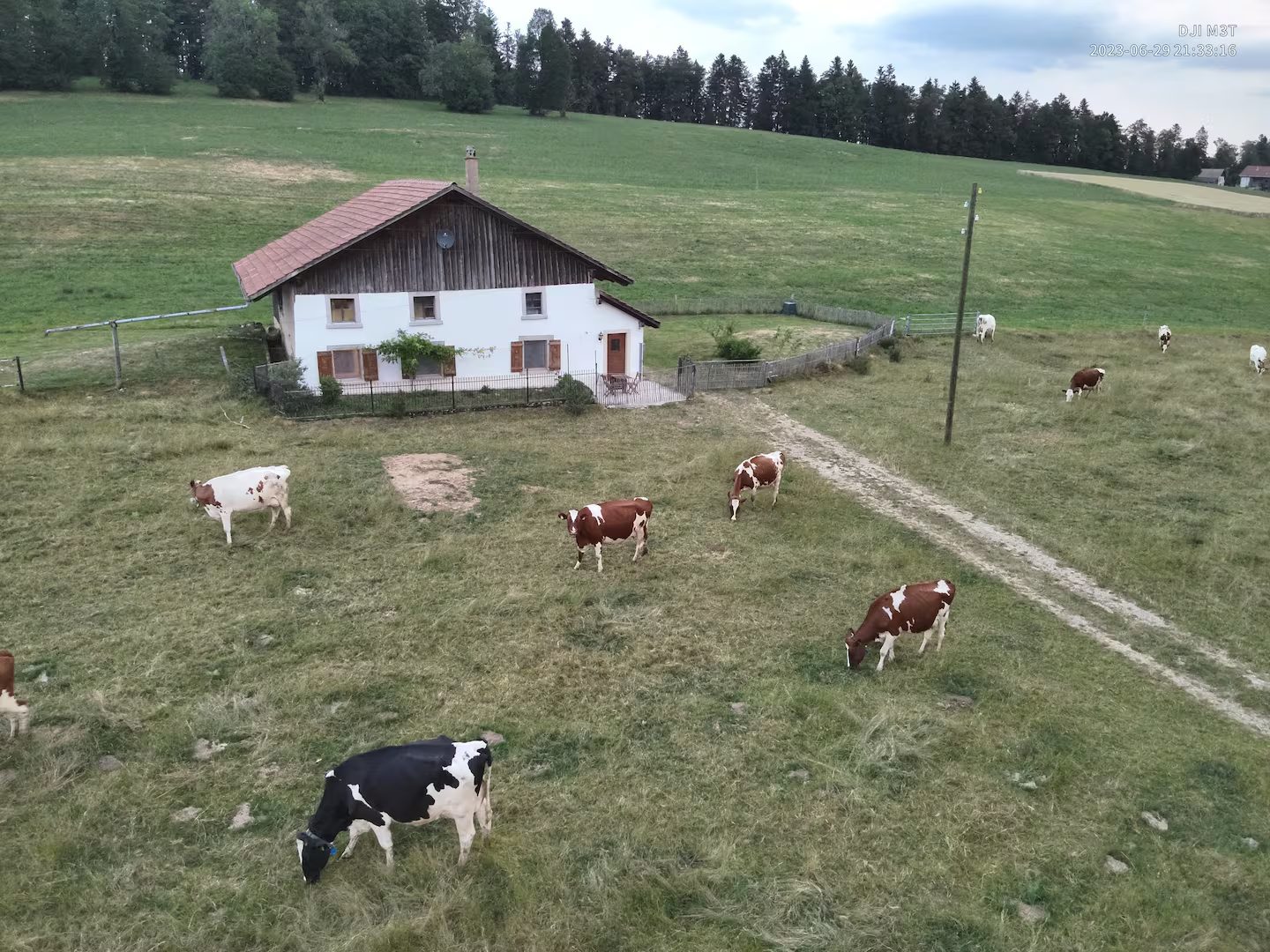 Vue aérienne de la ferme entourée de vaches dans les pâturages